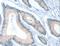 Actin Like 7B antibody, LS-C404433, Lifespan Biosciences, Immunohistochemistry paraffin image 