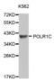 RNA Polymerase I And III Subunit C antibody, abx000654, Abbexa, Western Blot image 