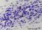 Granzyme B antibody, NB110-59915, Novus Biologicals, Immunohistochemistry frozen image 