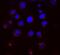 KDEL Endoplasmic Reticulum Protein Retention Receptor 1 antibody, 11078, QED Bioscience, Immunocytochemistry image 