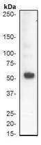 p53 antibody, ab32049, Abcam, Western Blot image 