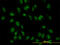 TATA-Box Binding Protein Associated Factor 11 antibody, LS-C133463, Lifespan Biosciences, Immunofluorescence image 