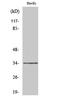 Olfactory Receptor Family 2 Subfamily M Member 7 antibody, A17018, Boster Biological Technology, Western Blot image 