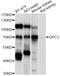 Glypican 3 antibody, abx125893, Abbexa, Western Blot image 