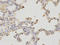 Paired Box 3 antibody, LS-C331629, Lifespan Biosciences, Immunohistochemistry paraffin image 
