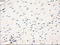 Mitogen-Activated Protein Kinase Kinase 1 antibody, LS-C114767, Lifespan Biosciences, Immunohistochemistry frozen image 
