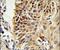 Cold Inducible RNA Binding Protein antibody, PA5-26146, Invitrogen Antibodies, Immunohistochemistry paraffin image 