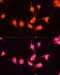 Nerve Growth Factor antibody, LS-C749226, Lifespan Biosciences, Immunofluorescence image 