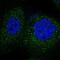F-Box Protein 45 antibody, NBP1-91891, Novus Biologicals, Immunocytochemistry image 