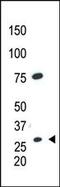 Caudal Type Homeobox 1 antibody, PA5-13121, Invitrogen Antibodies, Western Blot image 