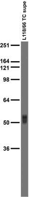 Solute Carrier Family 32 Member 1 antibody, 73-478, Antibodies Incorporated, Western Blot image 