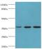 Glutaredoxin 3 antibody, MBS1492222, MyBioSource, Western Blot image 