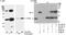 PCNA antibody, A300-276A, Bethyl Labs, Western Blot image 