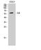 Mitogen-Activated Protein Kinase Kinase Kinase 8 antibody, STJ92430, St John