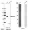 G Protein-Coupled Receptor Class C Group 5 Member A antibody, HPA007928, Atlas Antibodies, Western Blot image 