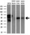 Non-POU Domain Containing Octamer Binding antibody, M03515-1, Boster Biological Technology, Western Blot image 