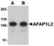 Actin Filament Associated Protein 1 Like 2 antibody, NBP1-77358, Novus Biologicals, Western Blot image 