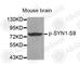 Synapsin I antibody, AP0244, ABclonal Technology, Western Blot image 