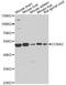 Cyclin A2 antibody, A7632, ABclonal Technology, Western Blot image 