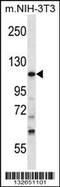 Tubulin Gamma Complex Associated Protein 5 antibody, 57-133, ProSci, Western Blot image 