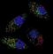 Microtubule Associated Protein 1 Light Chain 3 Beta antibody, LS-C168823, Lifespan Biosciences, Immunofluorescence image 