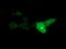 SYT4 antibody, LS-C174547, Lifespan Biosciences, Immunofluorescence image 