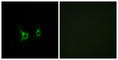 Free Fatty Acid Receptor 2 antibody, abx015279, Abbexa, Western Blot image 