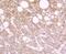 Isocitrate Dehydrogenase (NADP(+)) 2, Mitochondrial antibody, A00510-1, Boster Biological Technology, Immunohistochemistry frozen image 