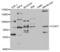 Forkhead Box P2 antibody, abx004342, Abbexa, Western Blot image 