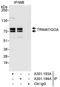 Tripartite Motif Containing 47 antibody, A301-194A, Bethyl Labs, Immunoprecipitation image 