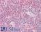 SUMO Specific Peptidase 1 antibody, LS-B7649, Lifespan Biosciences, Immunohistochemistry frozen image 