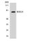 Rho GTPase Activating Protein 9 antibody, LS-C200599, Lifespan Biosciences, Western Blot image 