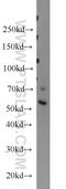 Endoplasmic Reticulum Oxidoreductase 1 Alpha antibody, 12007-1-AP, Proteintech Group, Western Blot image 