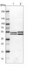 Integrin Alpha FG-GAP Repeat Containing 1 antibody, NBP1-85734, Novus Biologicals, Western Blot image 