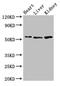 SRY-Box 9 antibody, CSB-PA022437LA01HU, Cusabio, Western Blot image 
