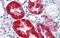 EYA Transcriptional Coactivator And Phosphatase 1 antibody, orb329658, Biorbyt, Immunohistochemistry paraffin image 