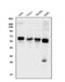Cerebellar Degeneration Related Protein 2 antibody, A02973-2, Boster Biological Technology, Western Blot image 