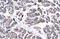 General Transcription Factor IIH Subunit 3 antibody, GTX77809, GeneTex, Immunohistochemistry paraffin image 