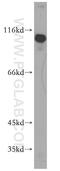 SUMO Specific Peptidase 5 antibody, 19529-1-AP, Proteintech Group, Western Blot image 