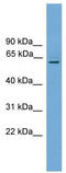 Phospholipase B Domain Containing 1 antibody, TA329931, Origene, Western Blot image 