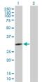 Glutaminyl-Peptide Cyclotransferase Like antibody, H00054814-B01P, Novus Biologicals, Western Blot image 