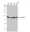 Aconitase 2 antibody, NBP2-15245, Novus Biologicals, Western Blot image 