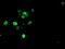 Snail Family Transcriptional Repressor 2 antibody, MA5-26394, Invitrogen Antibodies, Immunocytochemistry image 
