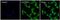 Heat Shock Protein Family A (Hsp70) Member 5 antibody, PA1-014A, Invitrogen Antibodies, Immunofluorescence image 