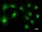 Asparaginyl-TRNA Synthetase antibody, LS-C342318, Lifespan Biosciences, Immunofluorescence image 