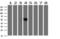 ALX Homeobox 4 antibody, LS-C337826, Lifespan Biosciences, Western Blot image 