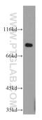 Cadherin Like And PC-Esterase Domain Containing 1 antibody, 20924-1-AP, Proteintech Group, Western Blot image 