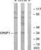 Olfactory Receptor Family 6 Subfamily P Member 1 antibody, TA316089, Origene, Western Blot image 