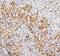 SUZ12 Polycomb Repressive Complex 2 Subunit antibody, A00583-1, Boster Biological Technology, Immunohistochemistry frozen image 