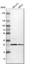 Calbindin 2 antibody, HPA007306, Atlas Antibodies, Western Blot image 